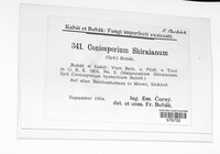 Image of Apiospora shiraiana